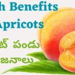 Apricot in Telugu