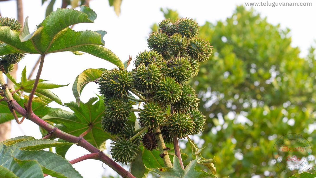 Castor oil in Telugu