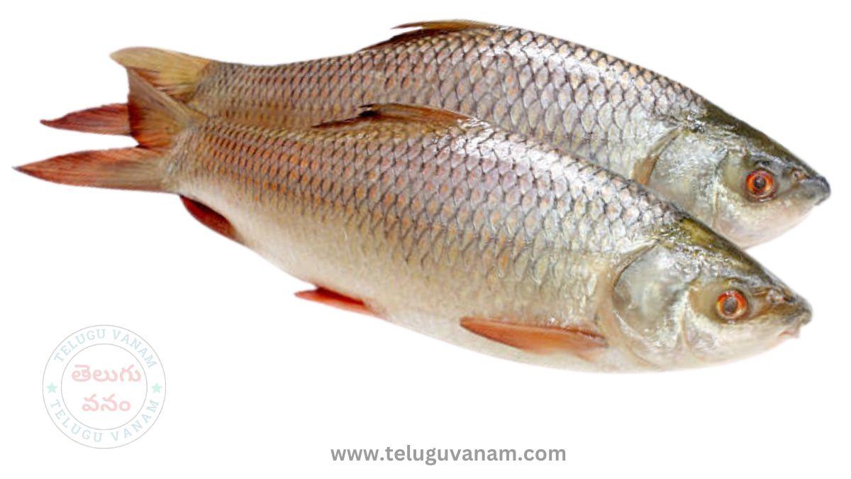 rohu fish in telugu