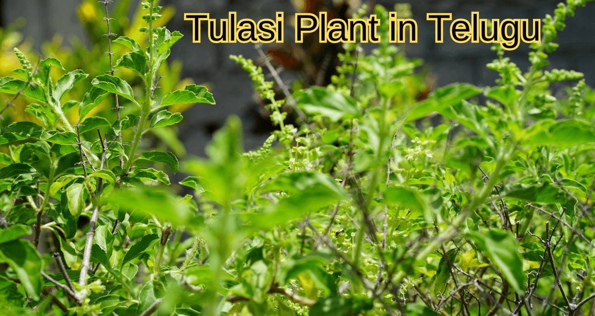 About Tulasi Plant in Telugu