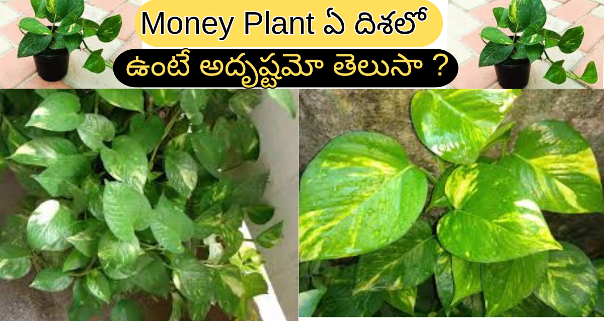 Money Plant