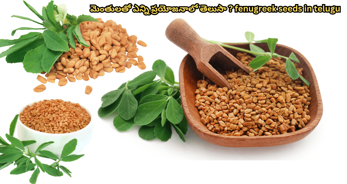 fenugreek seeds in telugu