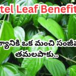 Betel Leaf Benefits