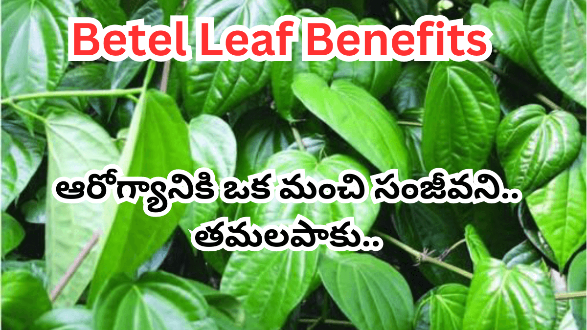 Betel Leaf Benefits