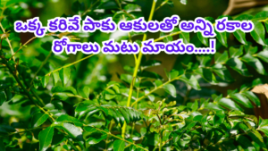 Curry Leaves