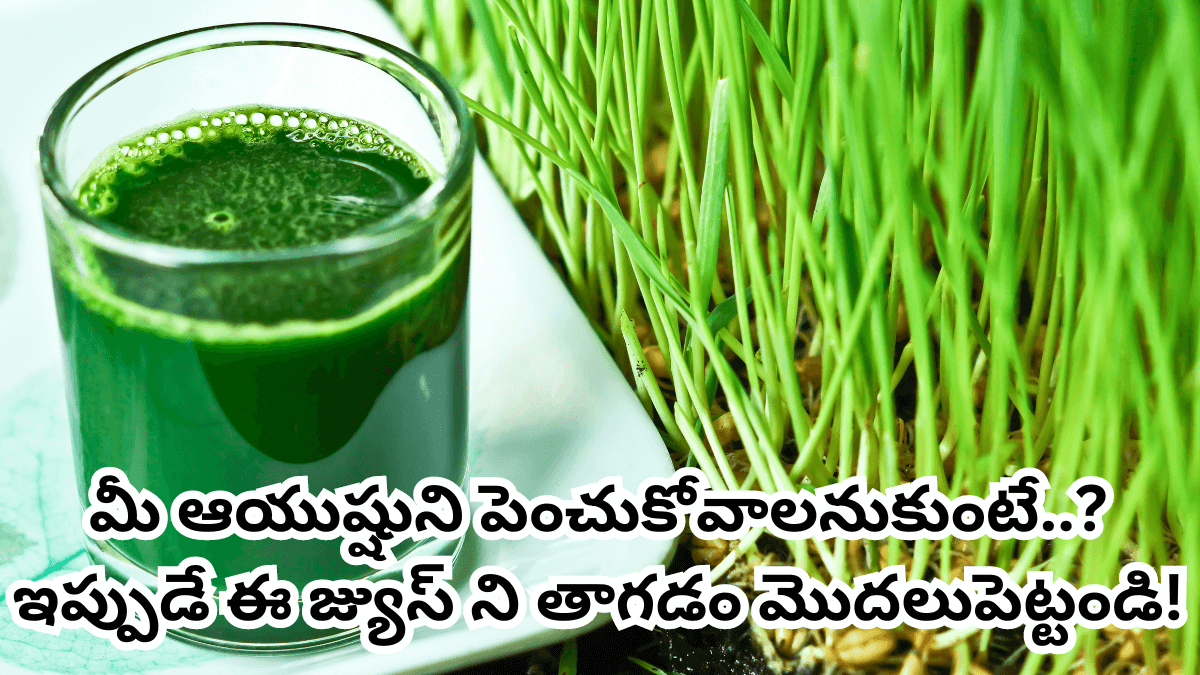 Godhuma Gaddi Juice Benefits in Telugu.2024