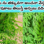 Munagaku Benefits in Telugu