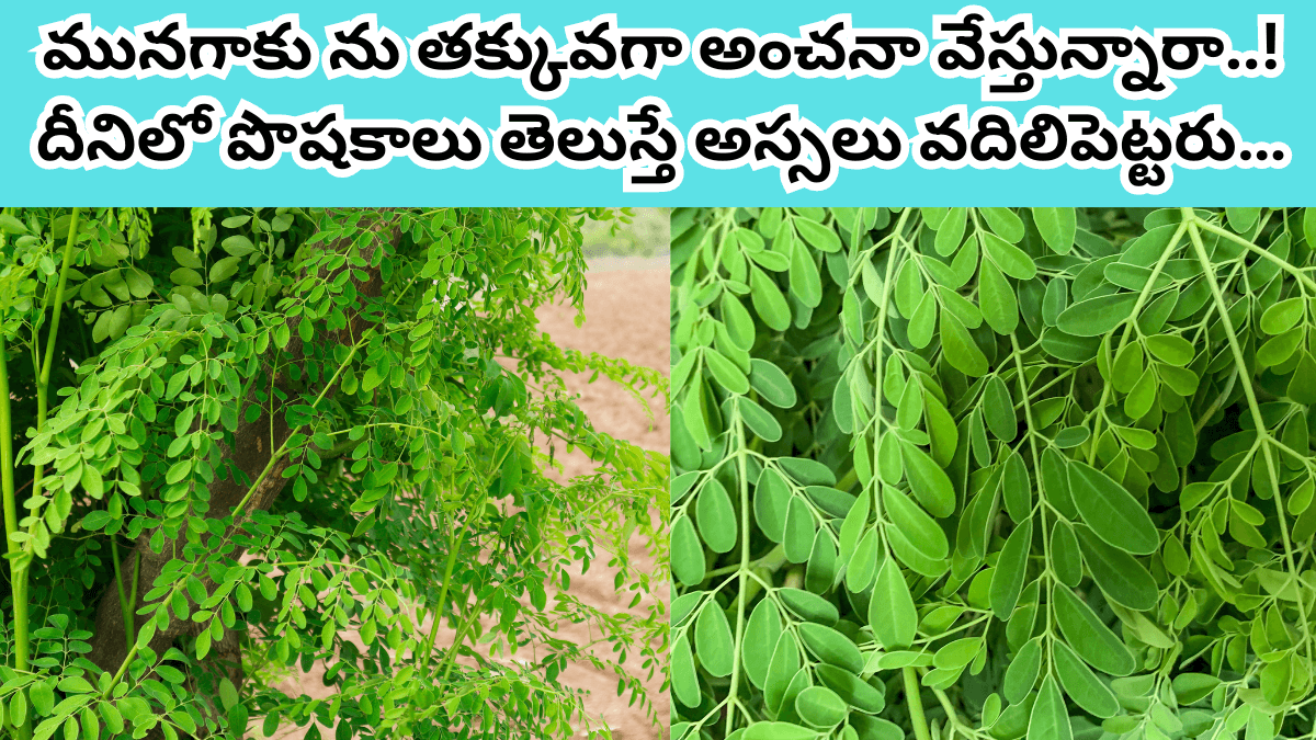 Munagaku Benefits in Telugu