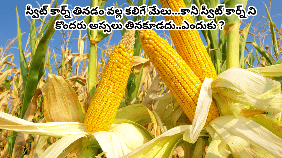 Sweet Corn