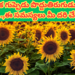 Uses of Sunflower Seeds in Telugu