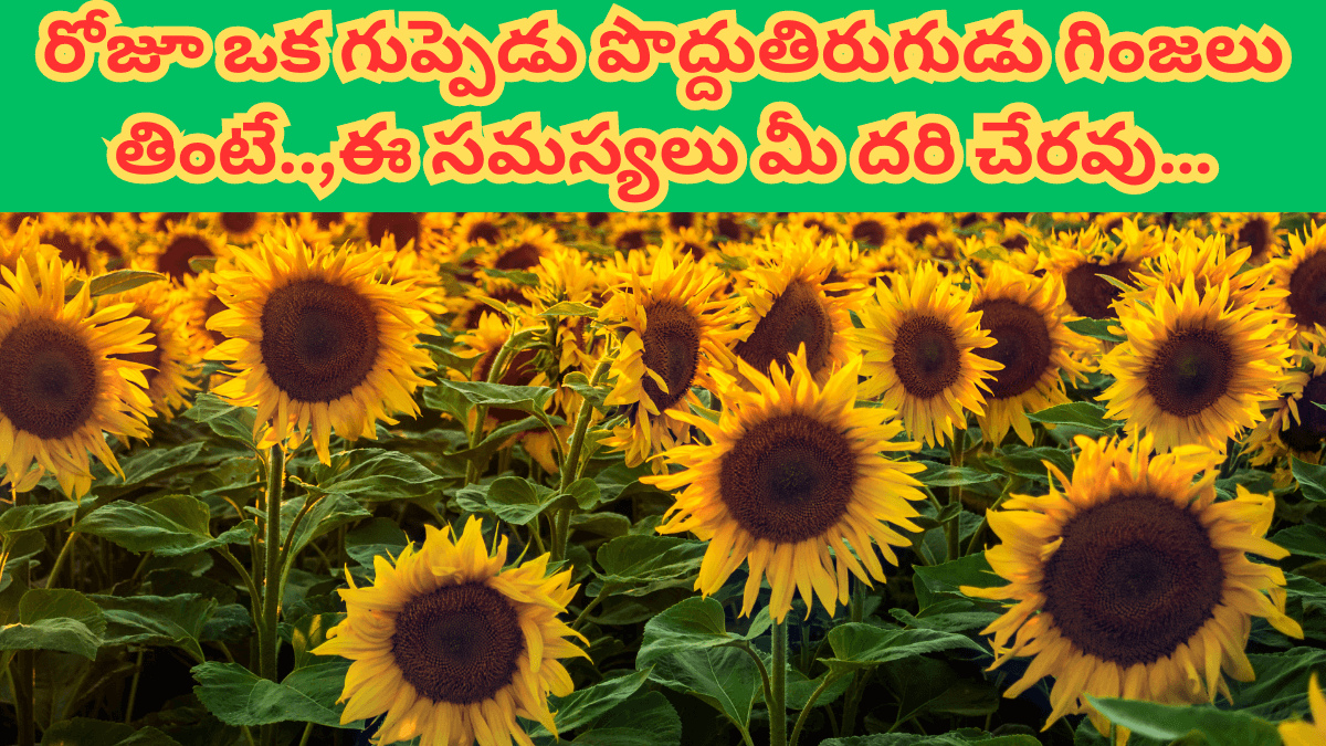 Uses of Sunflower Seeds in Telugu