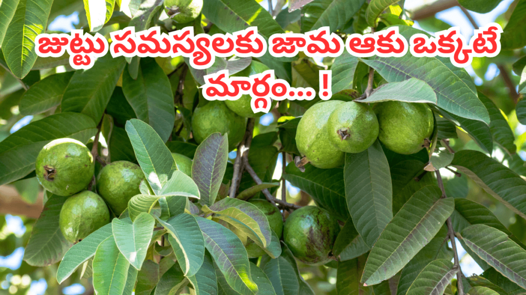 guava leaves for hair