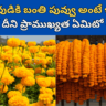 Marigold Flower in Telugu