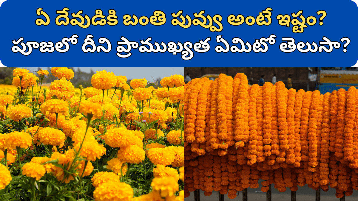 Marigold Flower in Telugu