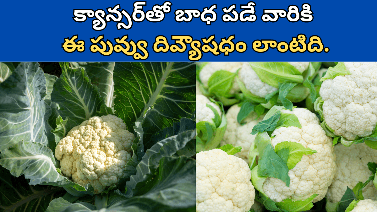 Cauliflower in Telugu