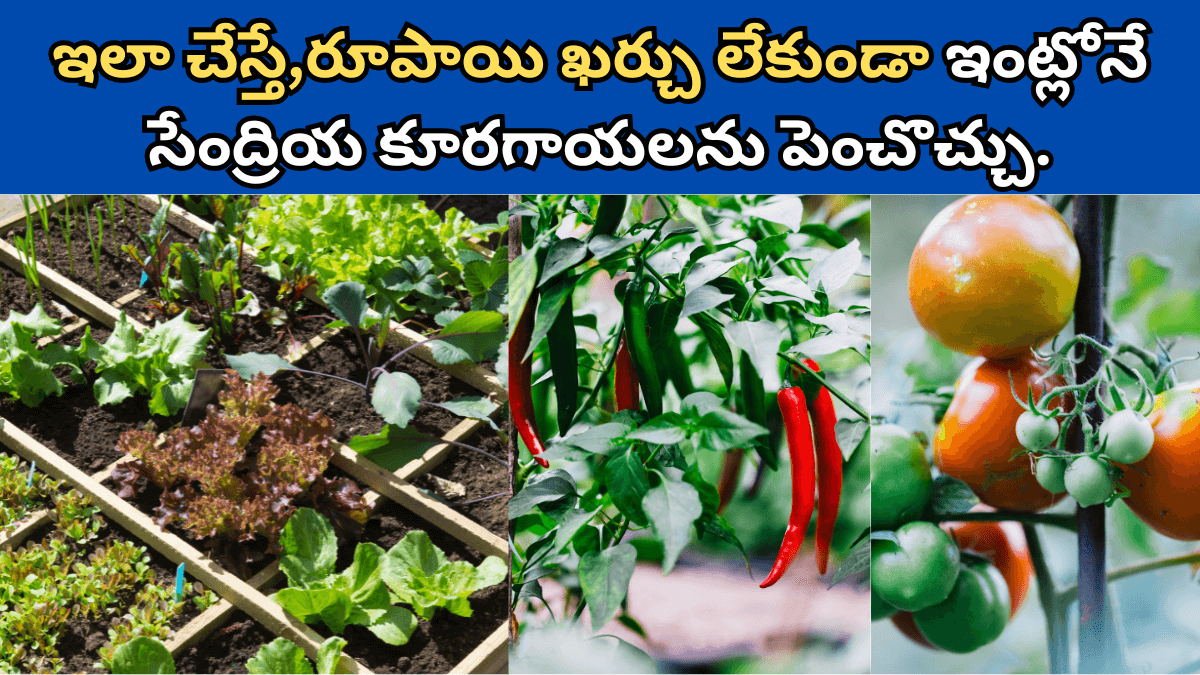 Kitchen Garden in Telugu