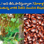 Tamarind Seeds Benefits in Telugu