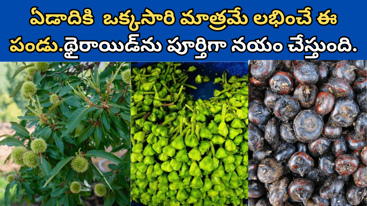 Water Chestnut Fruit in Telugu.