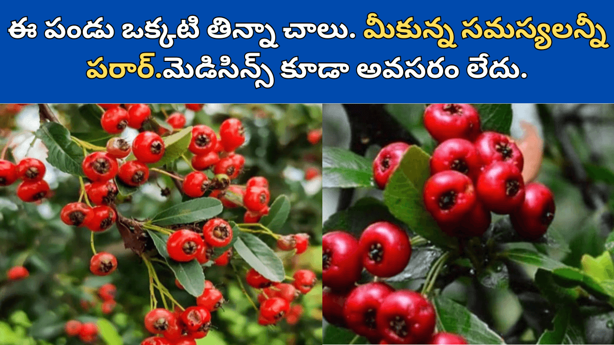 Ghingaru Fruit