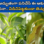 Mango Leaves in Telugu