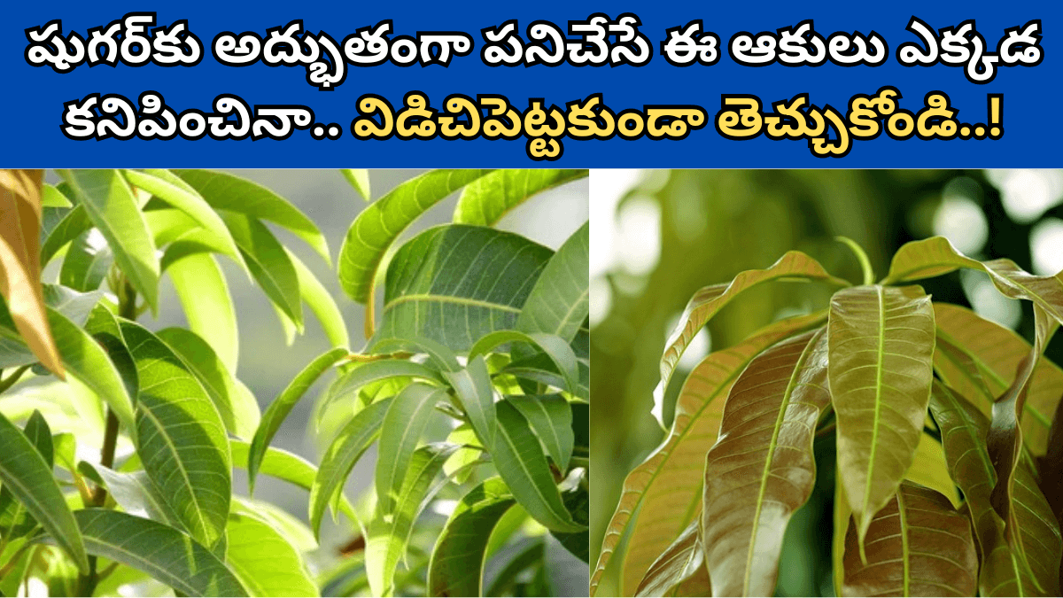 Mango Leaves in Telugu