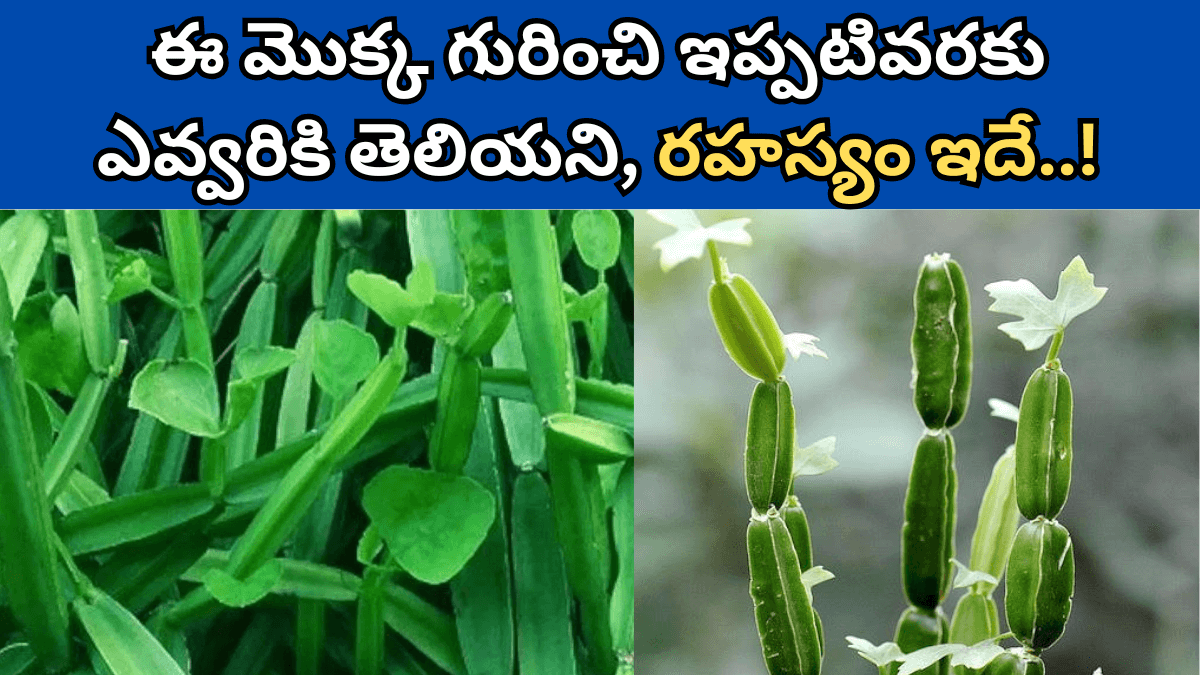 Nalleru Plant Uses in Telugu