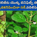 Tella Galijeru Uses in Telugu