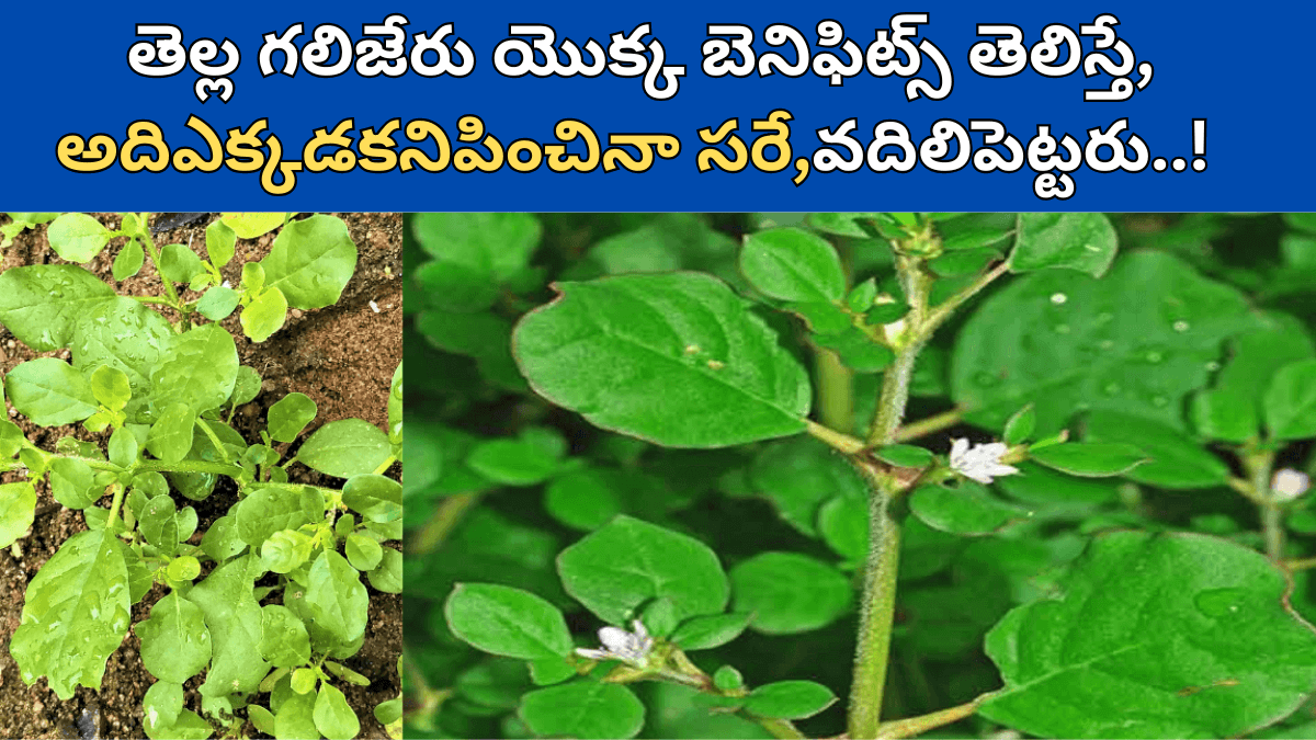 Tella Galijeru Uses in Telugu